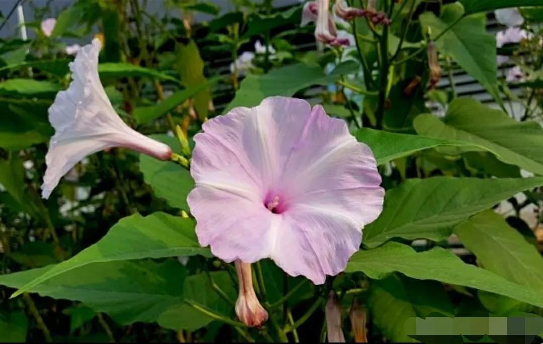 奇葩造型花:头上长草,心中有鬼,白月光。白天不开你非要晚上开
