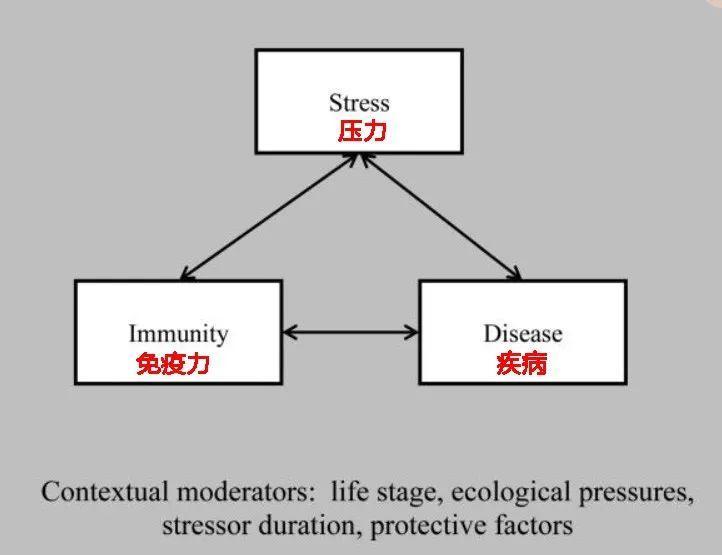 多吃能增加抵抗力吗,多吃一点是不是能增强体质
