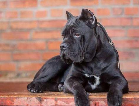 卡斯罗为什么几乎没人养,为什么不能养卡斯罗