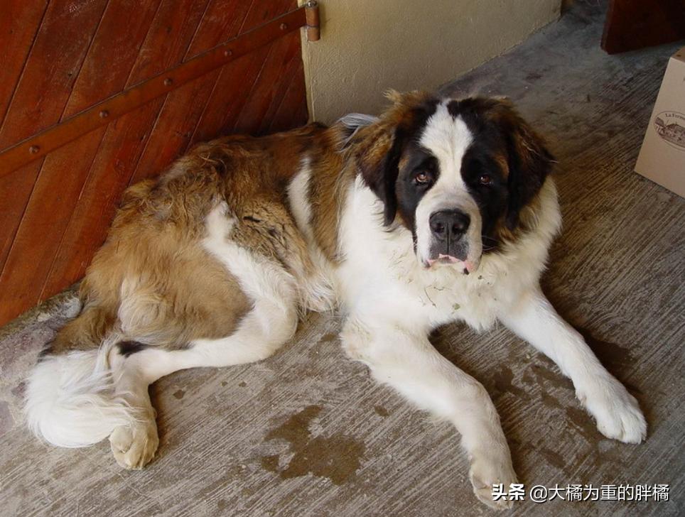 什么狗最好养小型犬不容易生病,什么狗狗好养活不容易生病小型犬