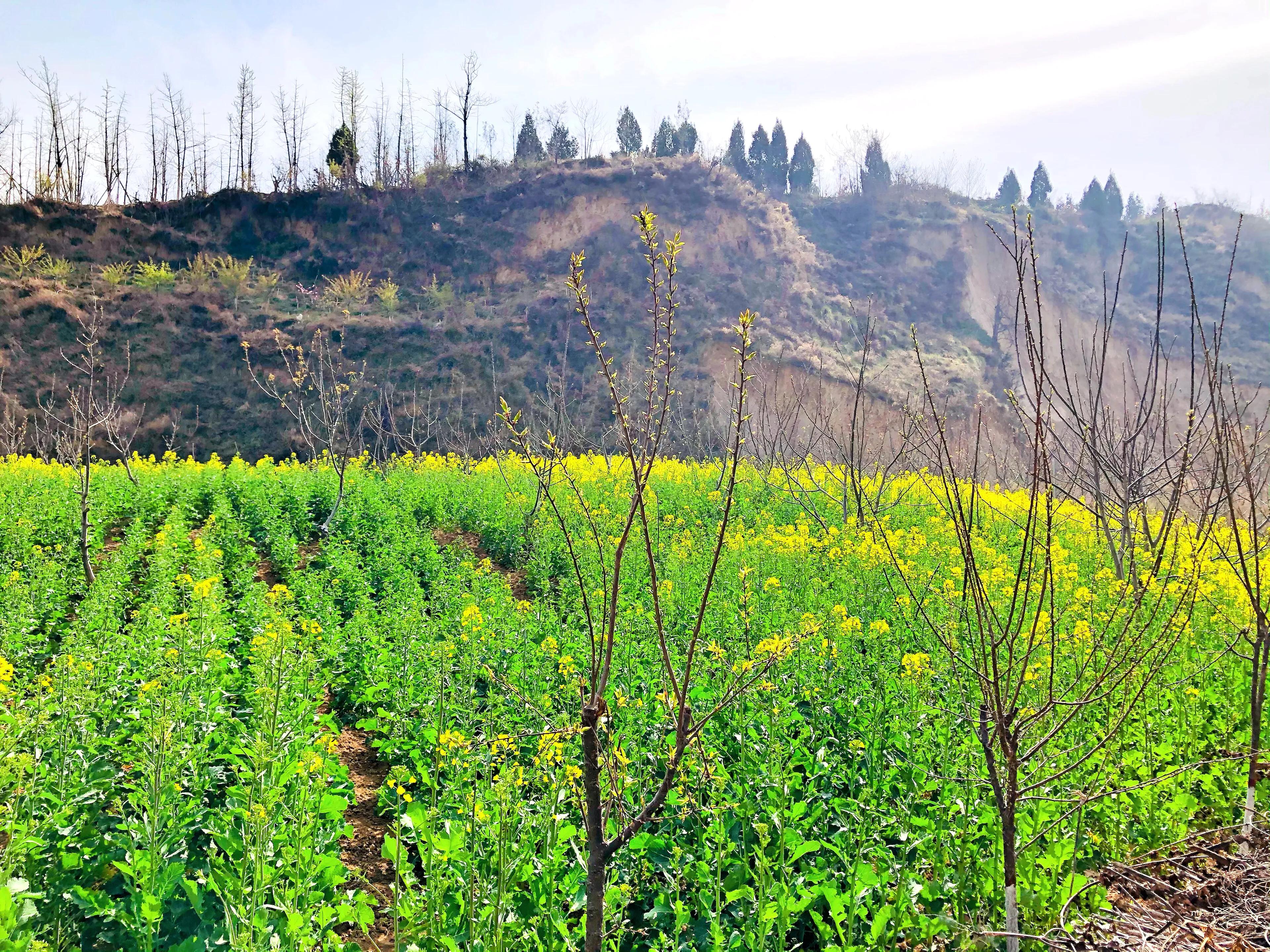 金塘半日游,白鹿原一日游攻略