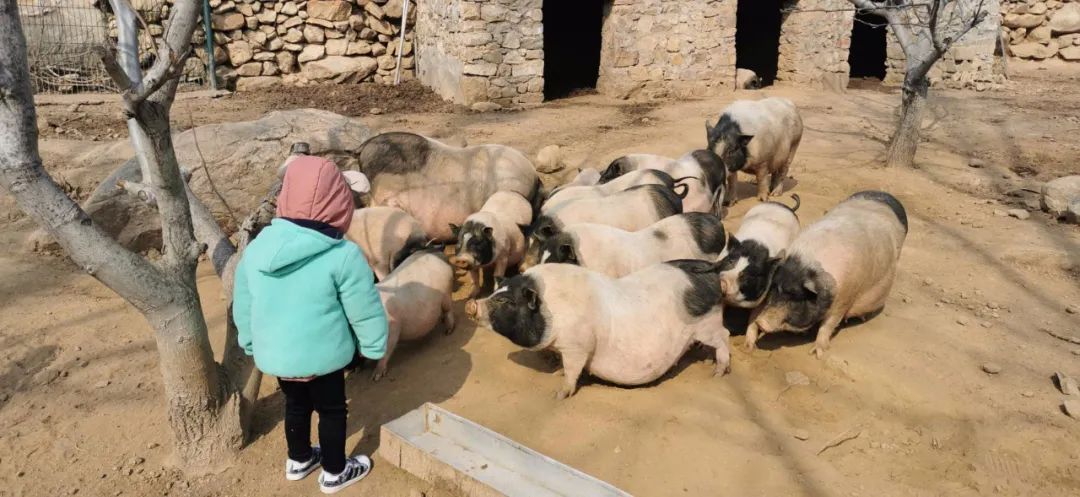 春暖三月“挖野菜”祖孙三代齐欢乐