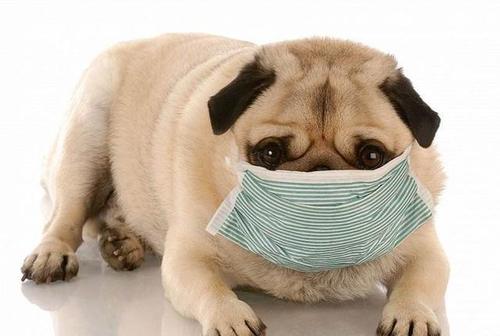 猫得了绦虫没有隔离怎么治,猫绦虫病可以根治吗