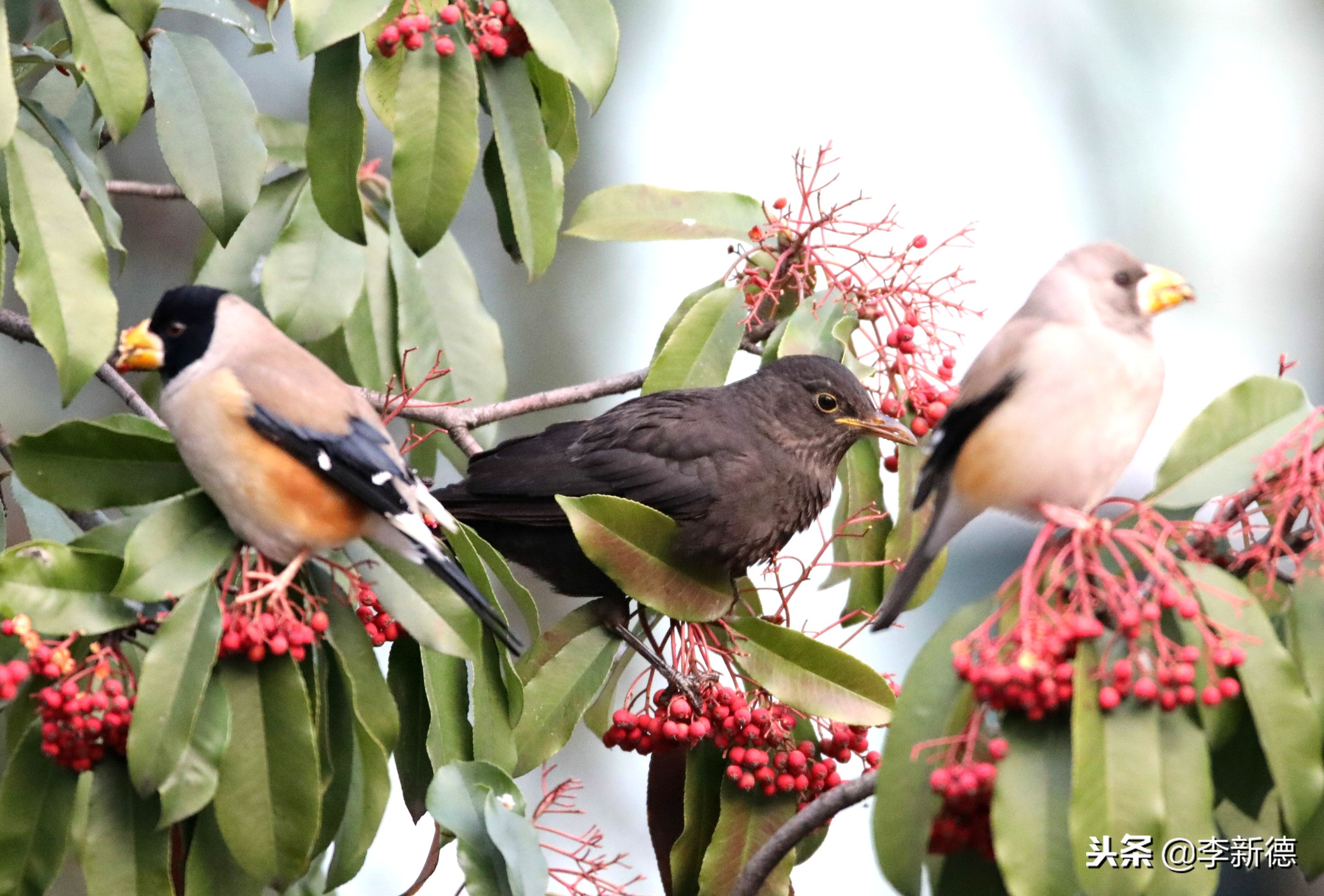 安徽合肥：大雪过后阳光灿烂，铜嘴鸟在树上觅食