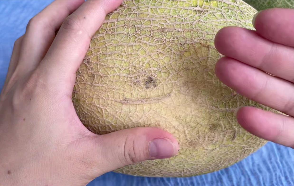 如何选哈密瓜选得又大又甜,果农教你选哈密瓜