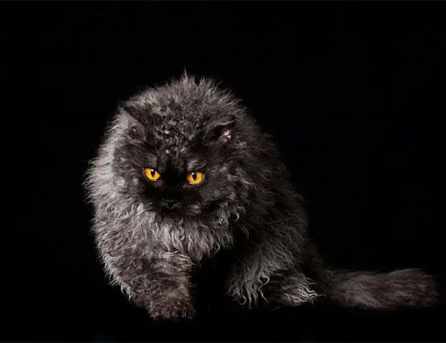 一只可爱又迷人的小猫咪,一只很大又很萌的小猫咪