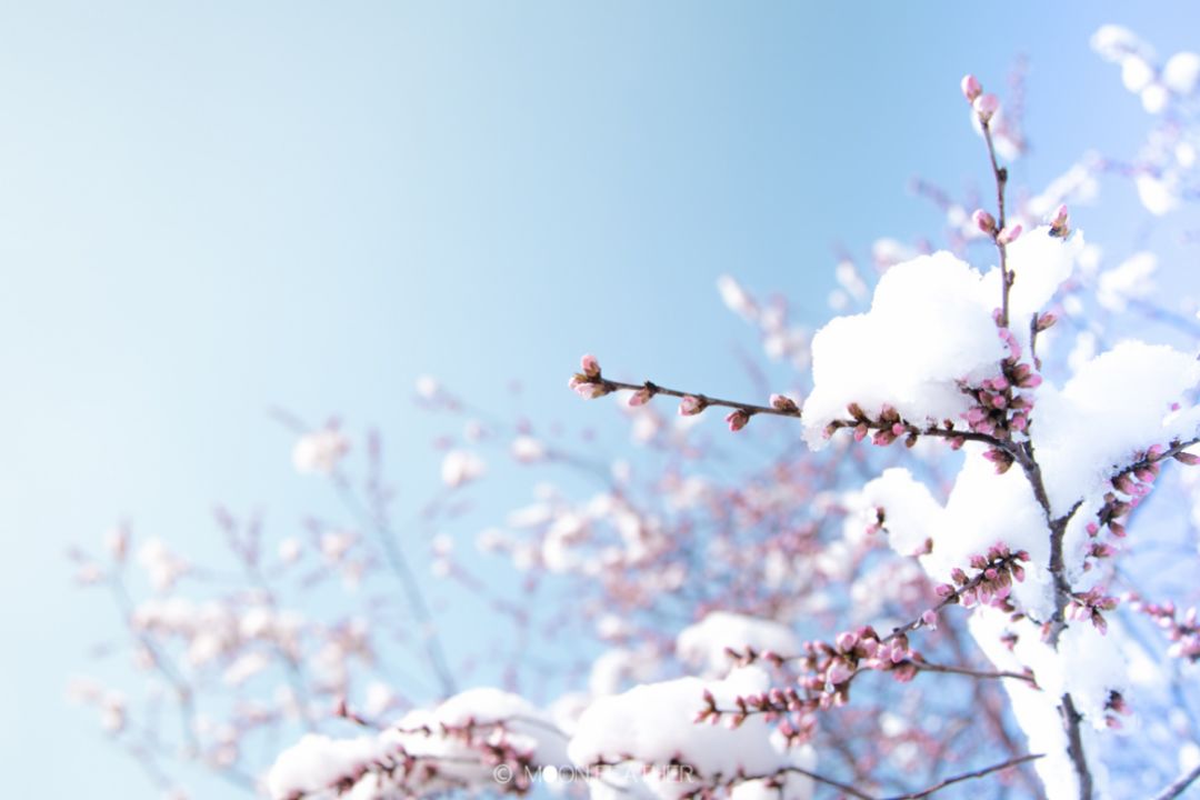 「诗词鉴赏」春雪正纷纷,古诗词里的春雪,纷纷扬扬