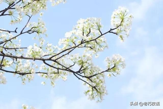 怪体诗的形式有哪些,那些奇葩诗人