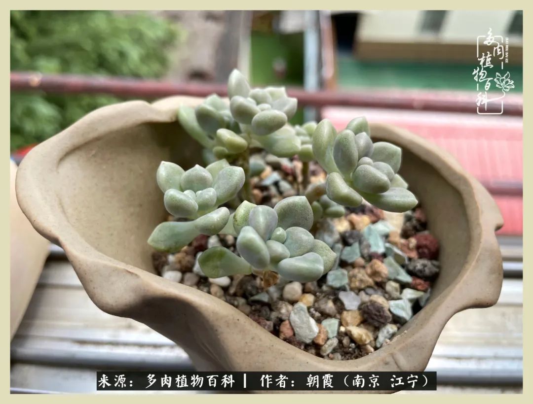 多肉最美的飘枝品种,多肉最美老桩