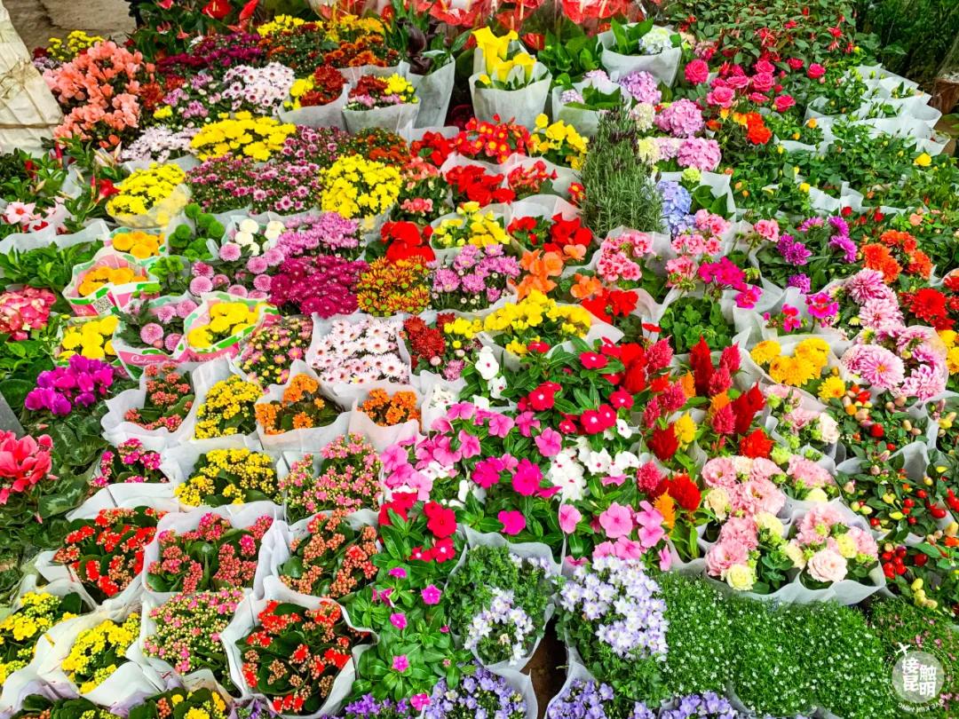 昆明鲜花进货渠道,昆明尚义花市