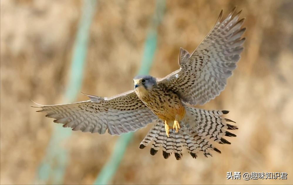 每日更新科普各种奇妙冷知识,小知识科普冷知识