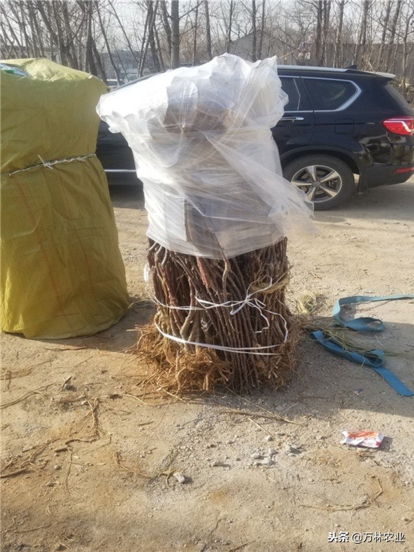 黑卡苹果树种植,黑卡苹果树北方好养吗