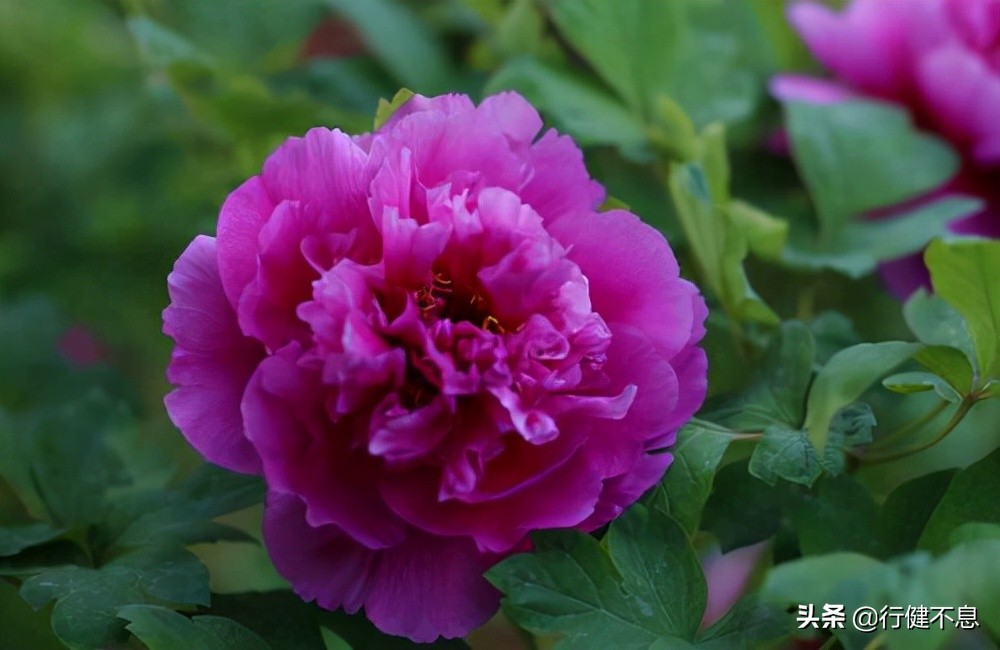 一代诗豪刘禹锡最经典的20首诗词,刘禹锡最好的三首诗