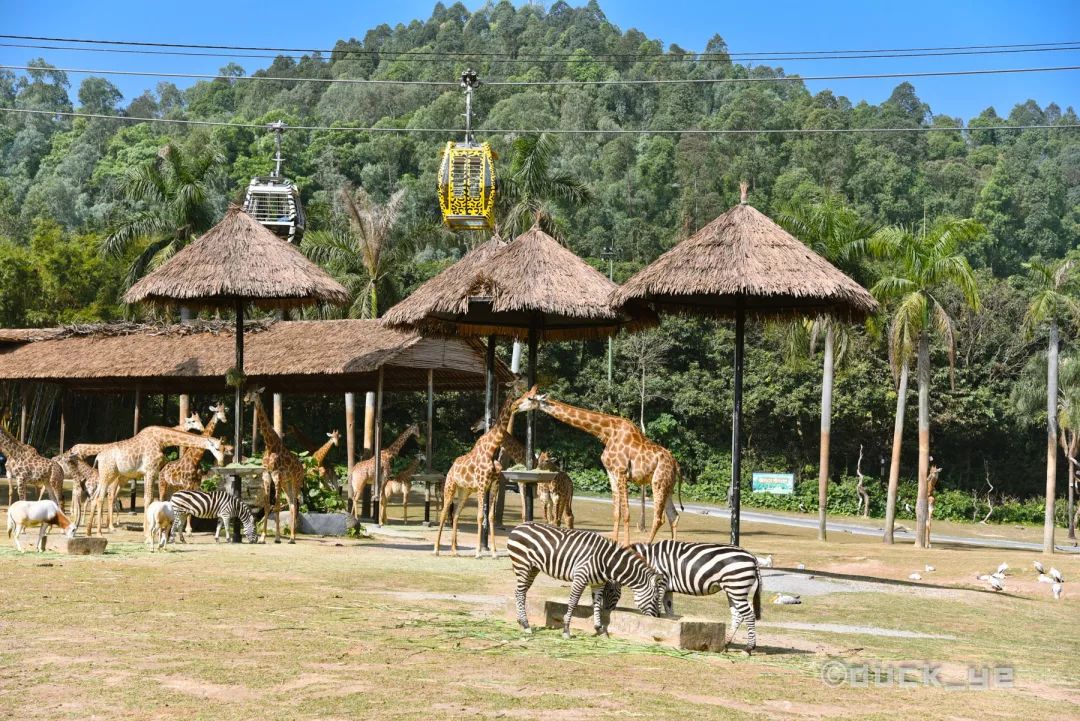 自驾长隆野生动物世界攻略,广州长隆野生动物世界旅游攻略