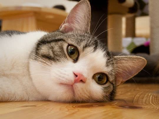 猫咪眼睛分泌物多应该怎么处理,猫咪眼睛分泌物怎么解决