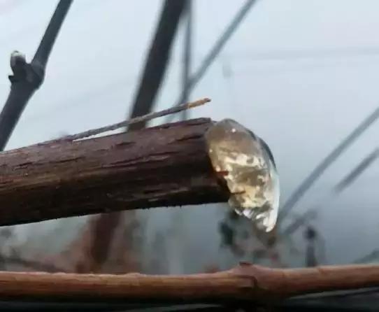 葡萄伤流怎么办小妙招,春天葡萄伤流是什么原因造成的