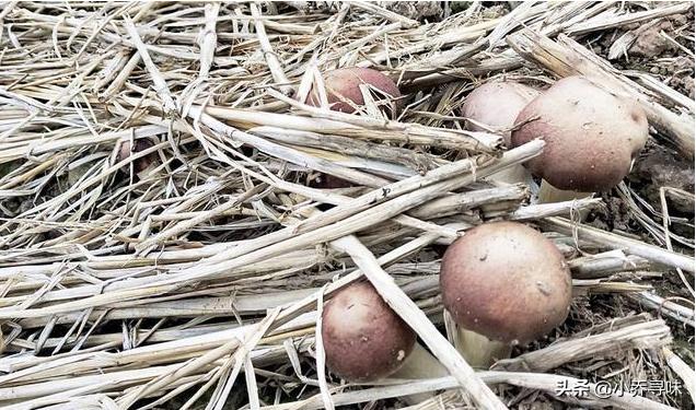 它和赤松共生，商家大力炒作，如今35元1斤，很多人拿来煲汤