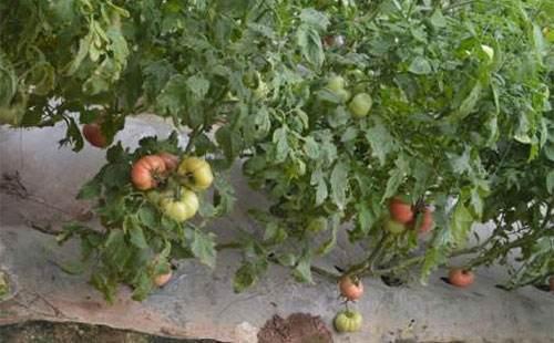 番茄黑根死根烂苗怎么防治,番茄苗倒伏烂茎怎么办