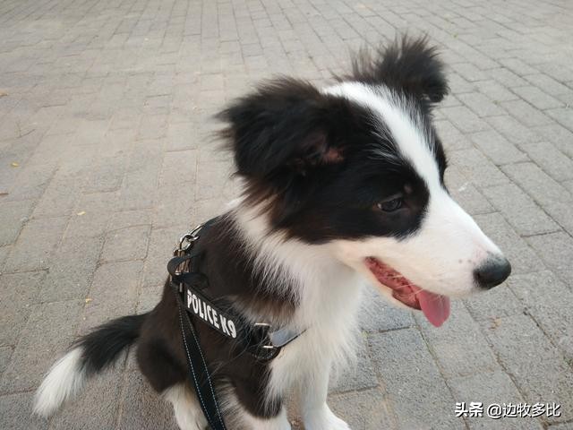 给狗狗喂食变得特别凶,给狗狗喂食为什么不会咬手