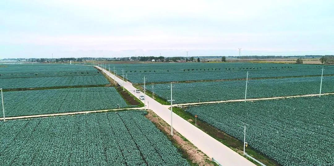 响水县西兰花产业获批国家农业标准化示范区项目