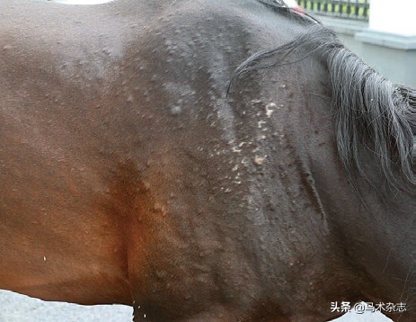 如何防止马得疾病,马儿皮肤病症状