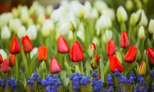 上海春游踏青好去处,上海春季踏青旅游攻略