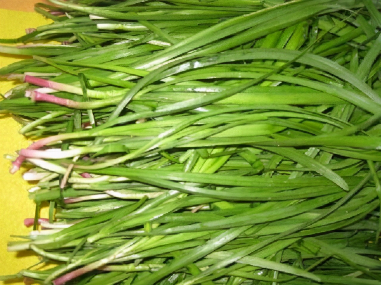 和韭菜一样的草可以吃吗,韭菜能不能治病