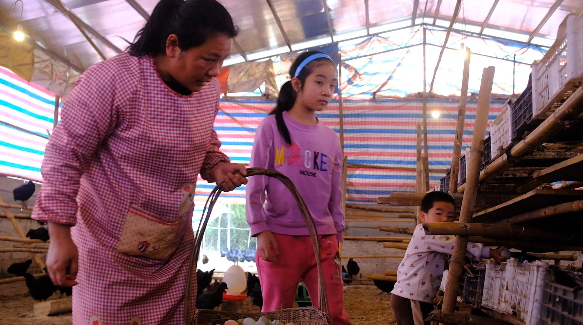 卖完公鸡留母鸡生蛋，不按斤按盒卖70-100块，居然收入千万