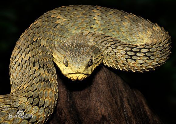 冷血精神病有感情吗,冷血精神病治疗