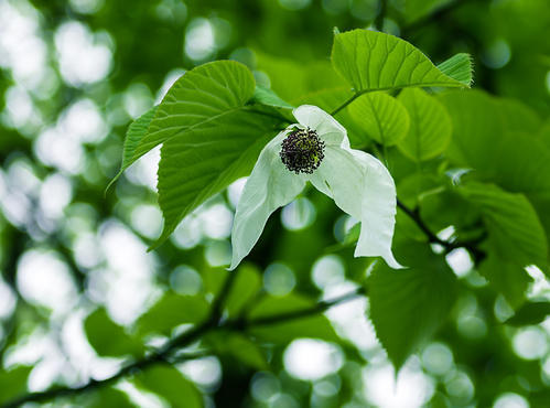 Chengduwow|借束光,请你免费去四川“小京都”泡私汤