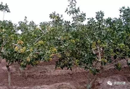 果园管理规章制度,柑橘果树修剪15条铁律