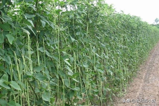 如何才能有效的防治豆角钻心虫,豆角钻心虫防治特效药