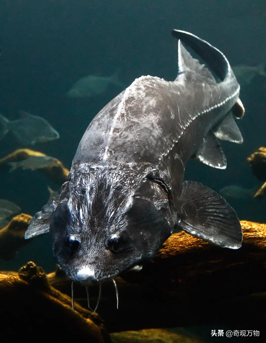 白化鲟鱼鱼子酱多少一条,鲟鱼鱼子酱值多少钱