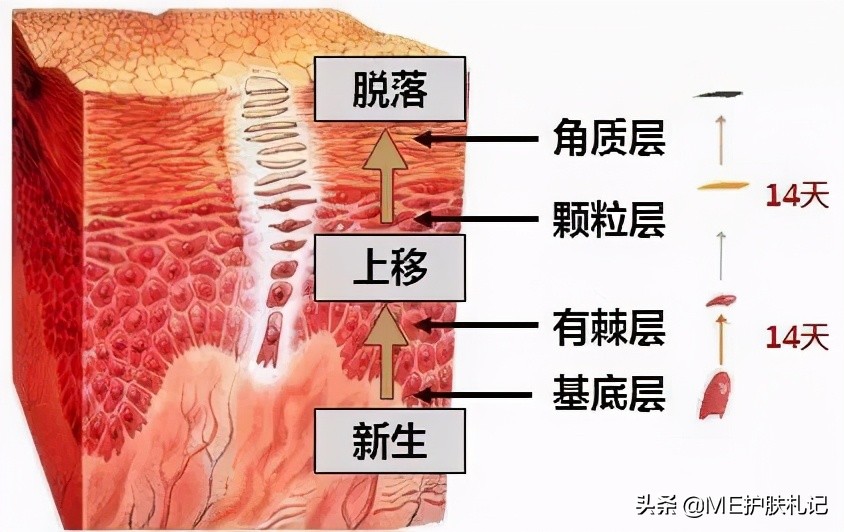 胶原蛋白护肤的正确用法,me胶原水光怎么样