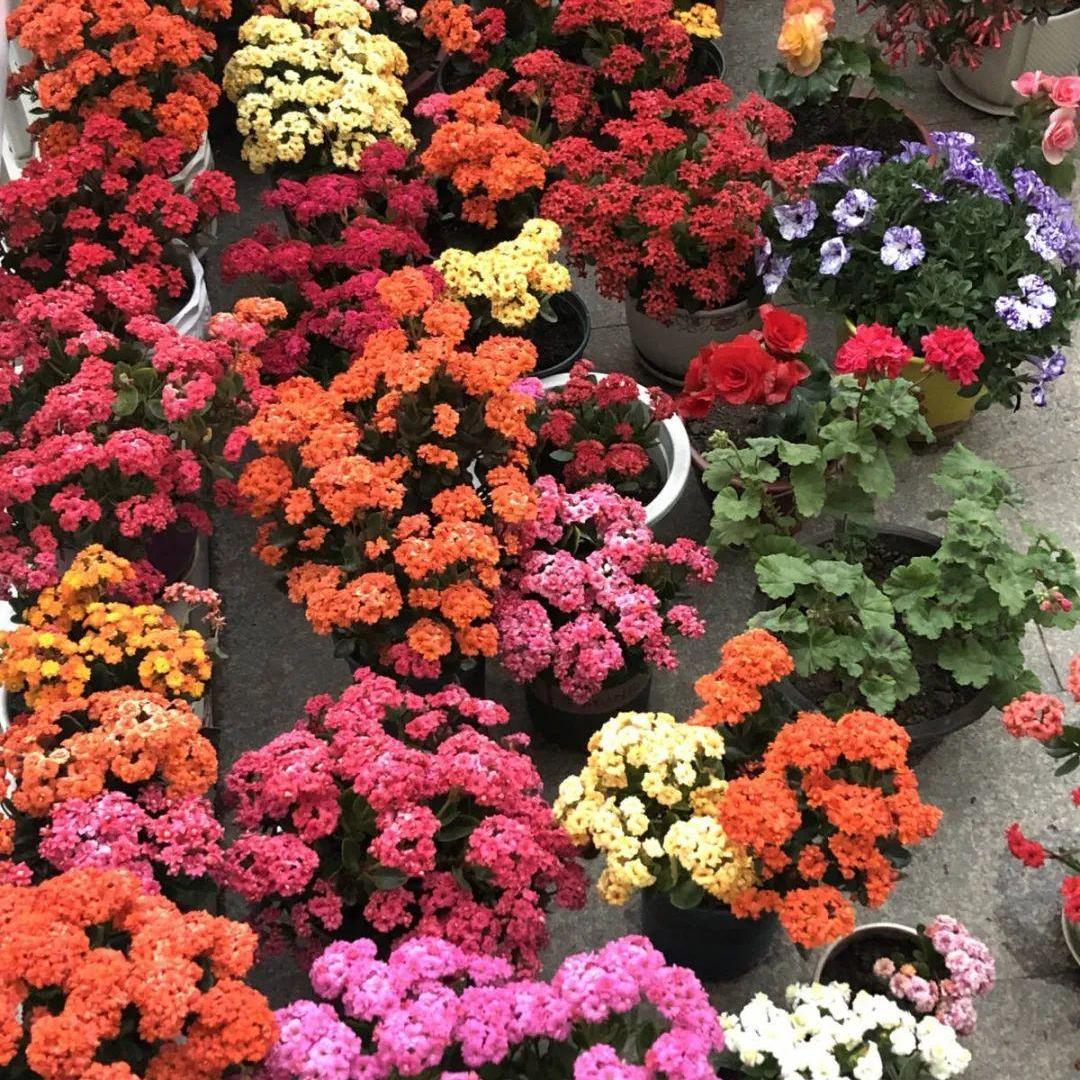 8种懒人花,爬墙爆花懒人月季