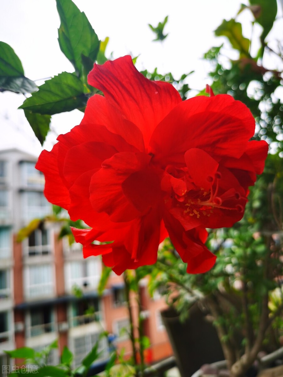 扶桑如何才能养好,扶桑为什么不能在家里养