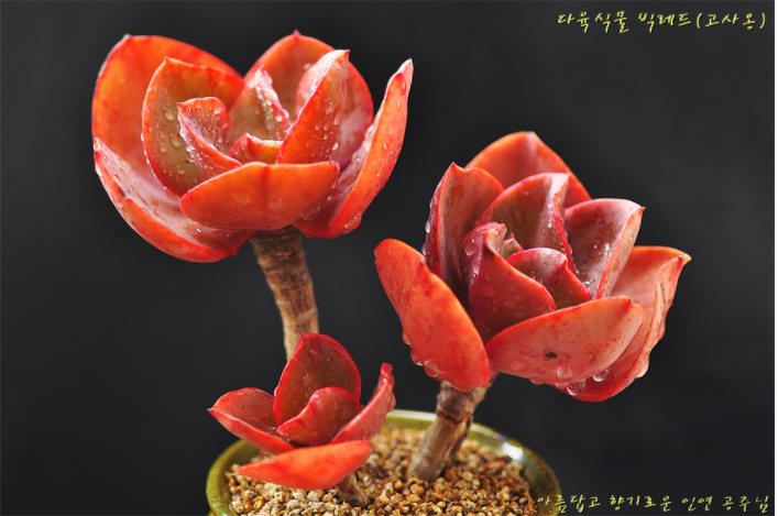 多肉公主艺术造型,韩国画多肉的女孩