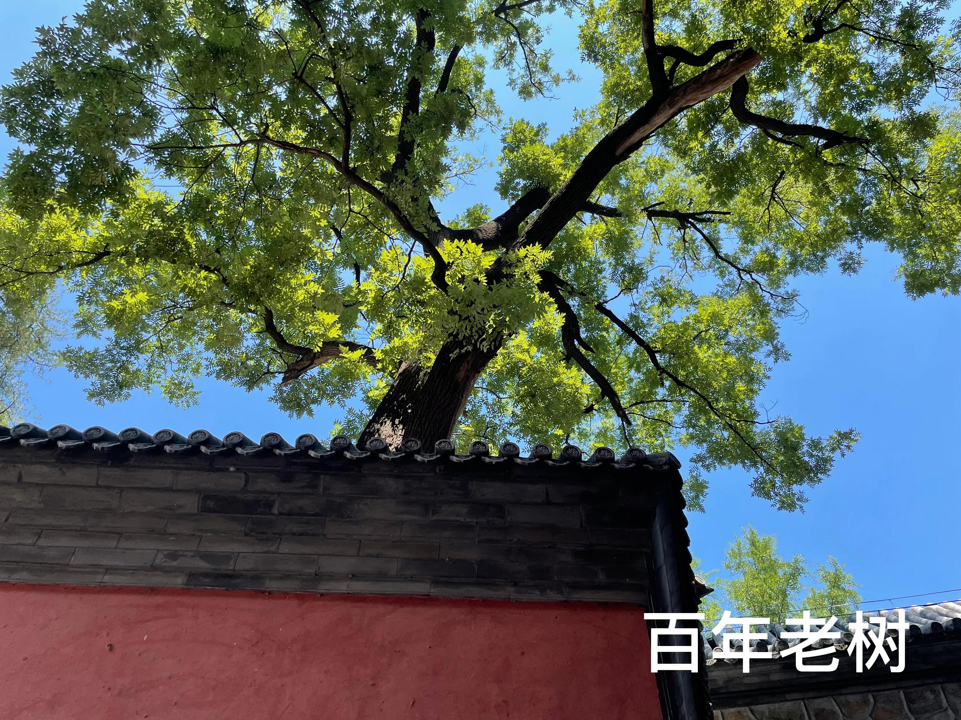 北京八大处公园有须弥山,号称皇帝的后花园是哪里