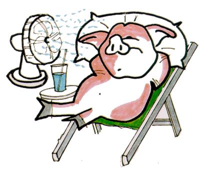 爱宠避暑的100个小妙招,宠物中暑降温方法是什么