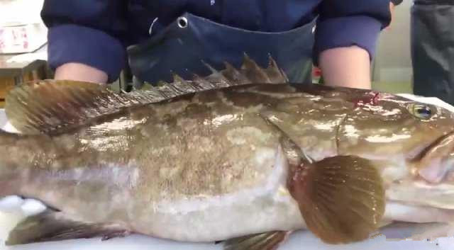 月薪三万的日本顶级厨师,处理“极品大石斑”,你觉得如何?