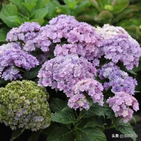 十种好看的绣球,最好看的绣球花视频