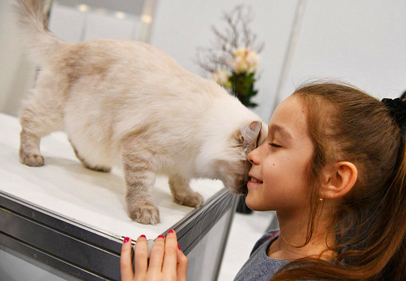 中国人为什么什么都敢吃,中国人什么都吃但为什么不吃猫