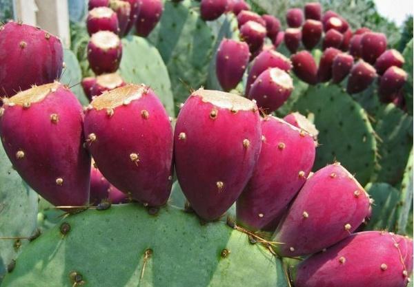 仙人掌长成仙人柱,仙人掌长了果子