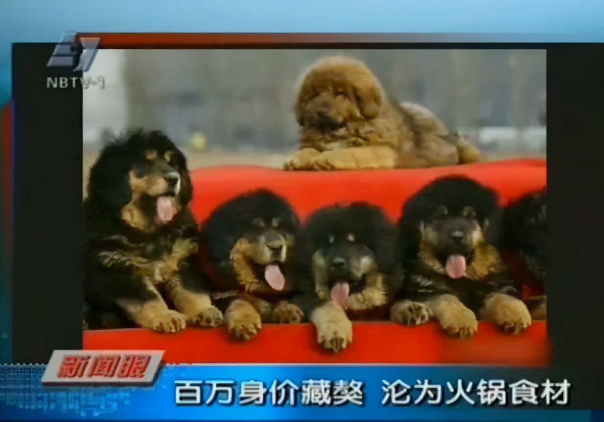 藏獒变流浪狗,藏獒从一条换北京两套房