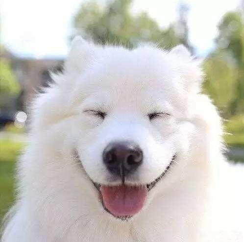 雪橇三傻萨摩耶如何训练抓野兽,萨摩耶雪橇三傻