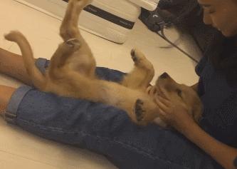 怀孕了，就把狗扔了吧，多脏啊