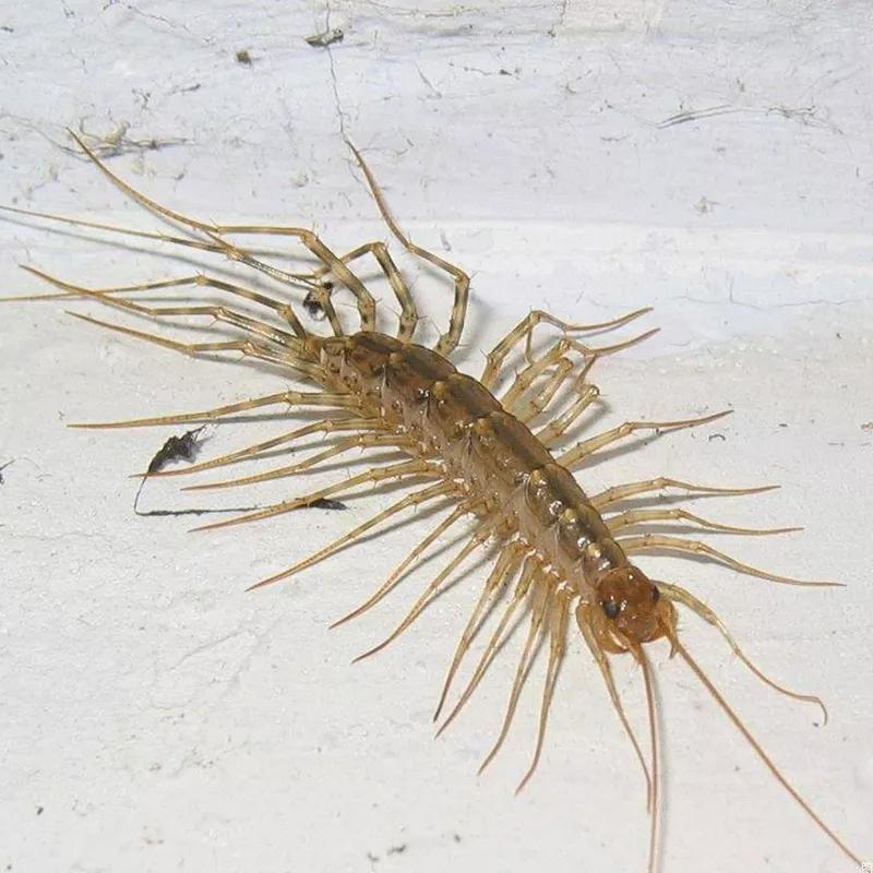 最大蜈蚣有多大,蜈蚣最大有多大