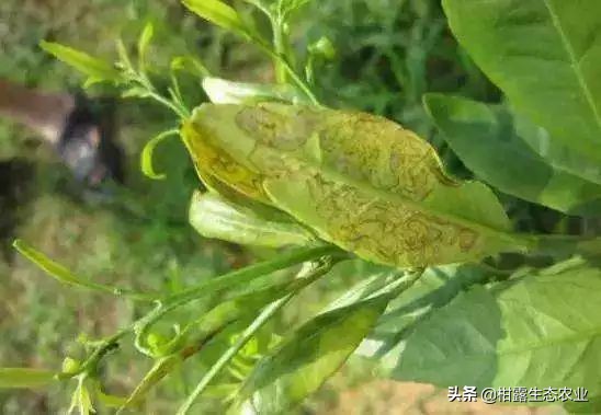 实用技术！柑橘潜叶蛾绿色生态防治方案