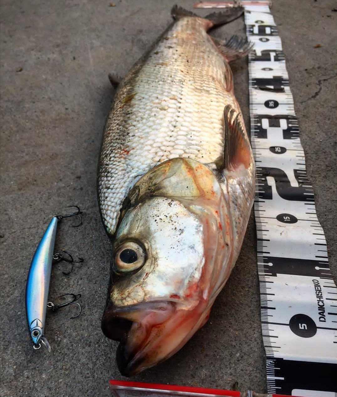 路亚入门路亚如何才能钓到鱼,淡水路亚怎么钓中鱼率高