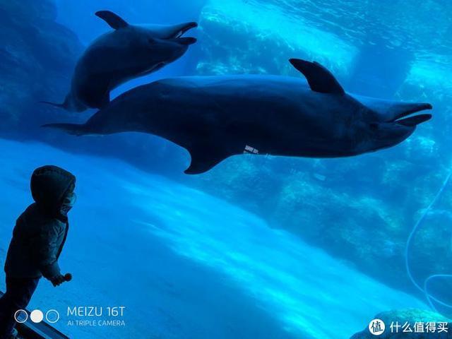 日本pitta口罩,日本买口罩用什么软件